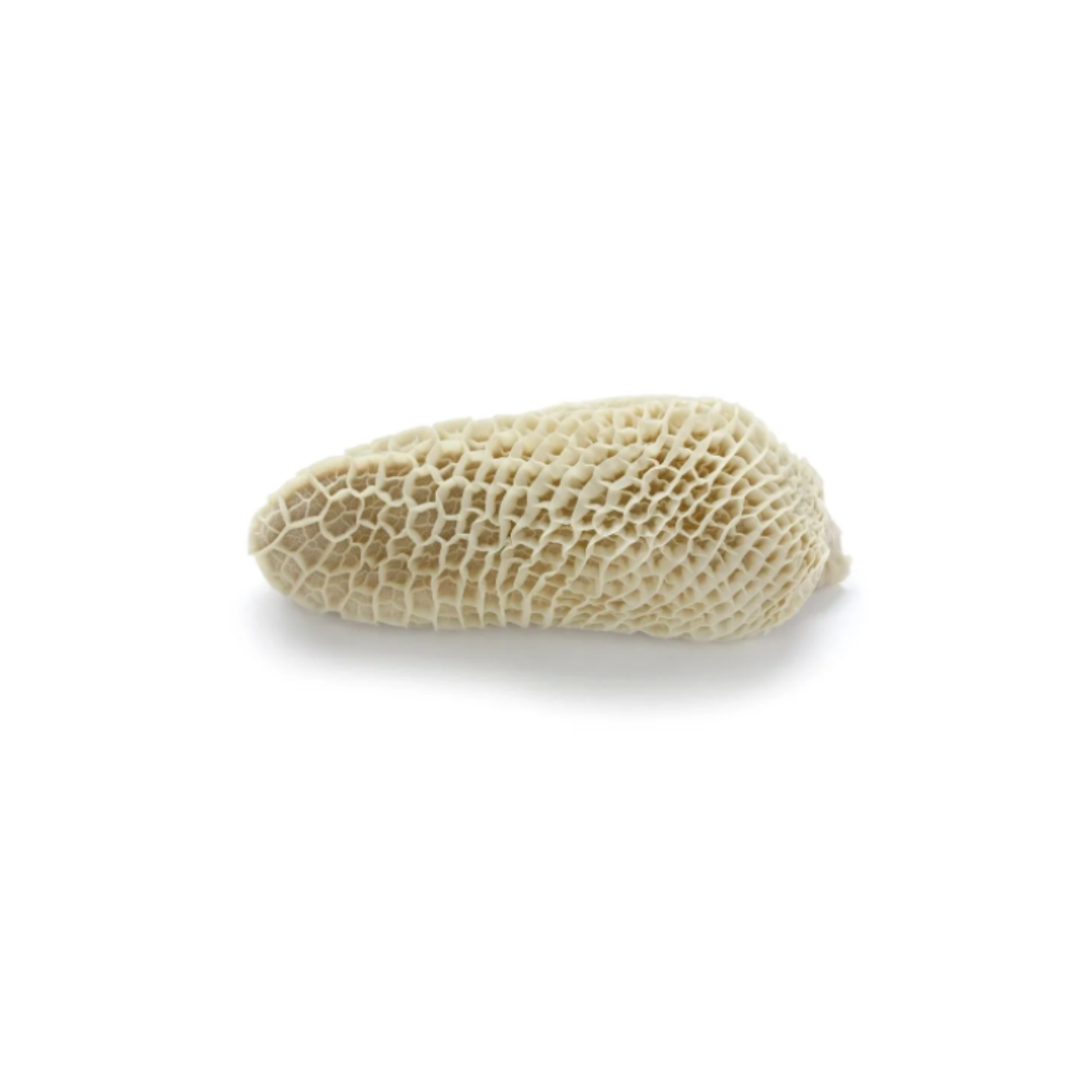 Beef Honeycomb Tripe (Shaki)