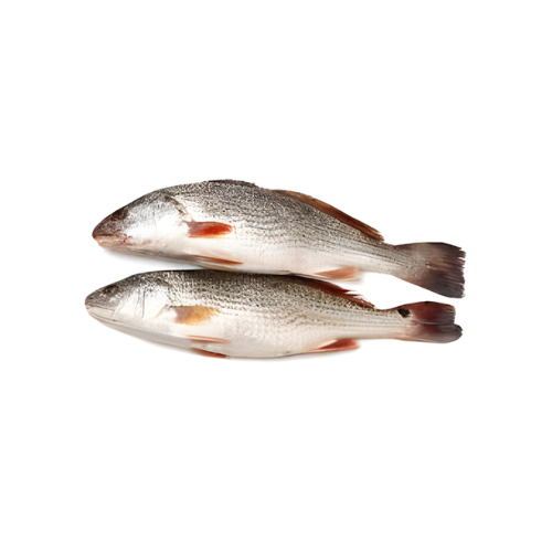 Croaker Fish 1 lb