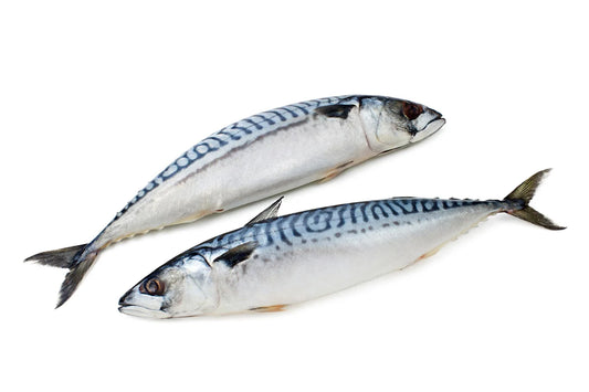 Mackerel Fish Titus