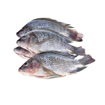 Tilapia Fish | Pack of 4