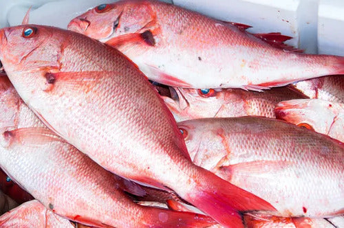 Red Snapper Fish
