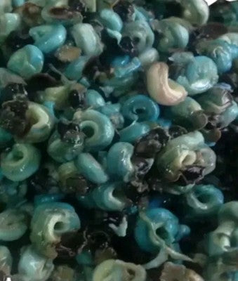 Frozen Fresh Periwinkle 1Lb